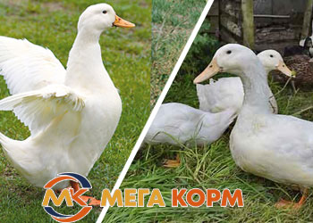 Який корм вибрати для качок