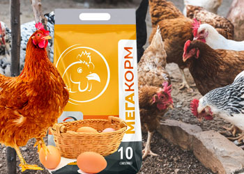 Чим годувати курей-несучок для високої продуктивності